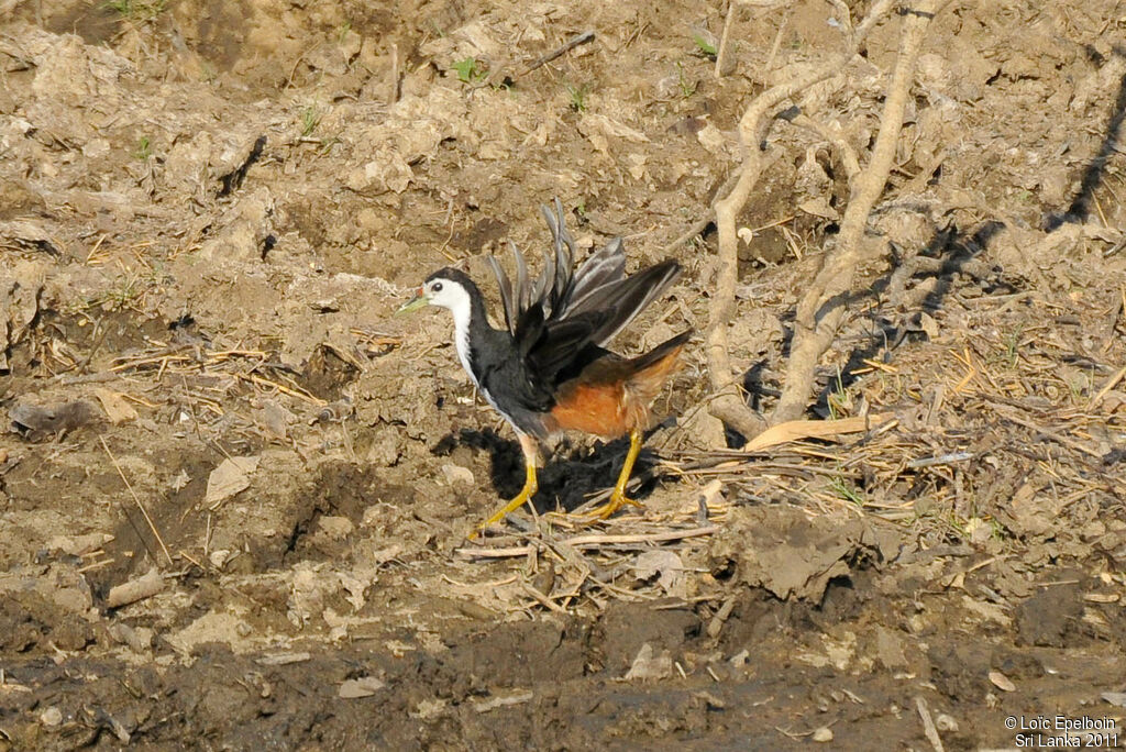 White-breasted Waterhen