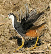 White-breasted Waterhen