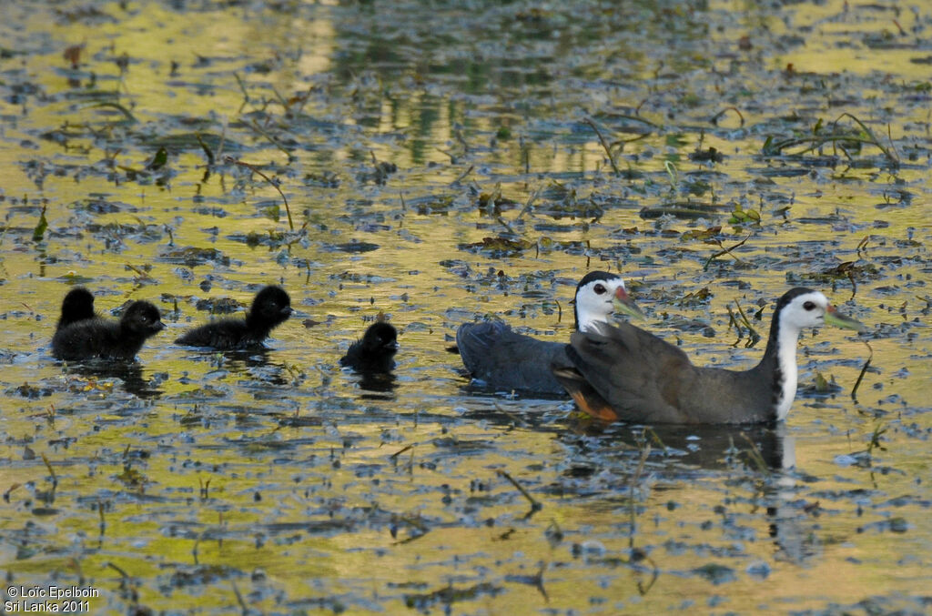 White-breasted Waterhen