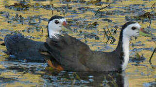 White-breasted Waterhen