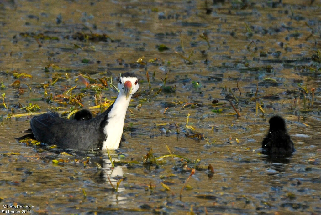 White-breasted Waterhen