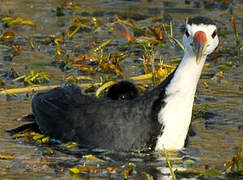 White-breasted Waterhen