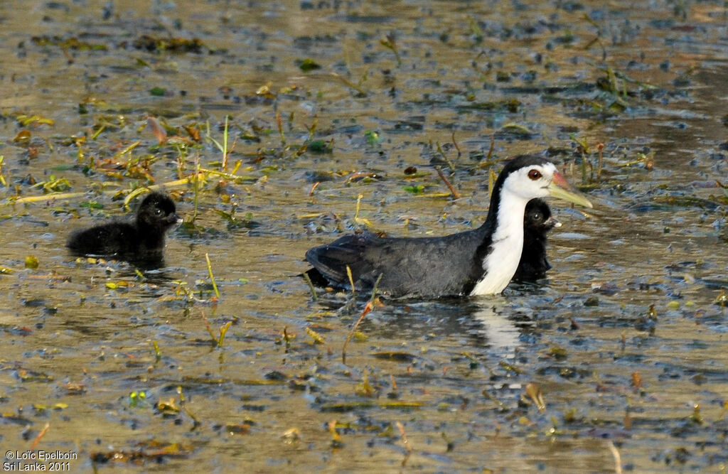 White-breasted Waterhen