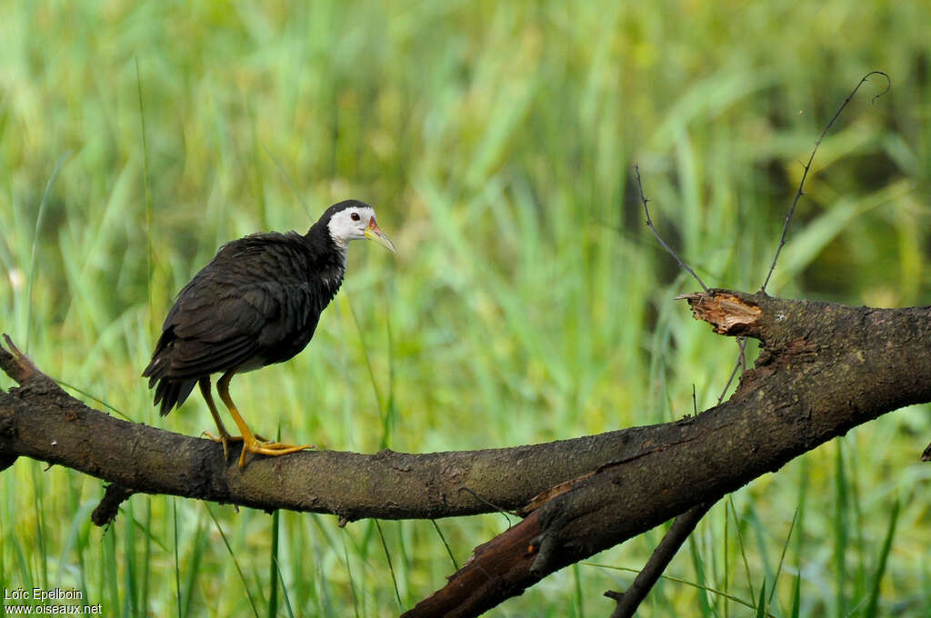 White-breasted Waterhen, identification