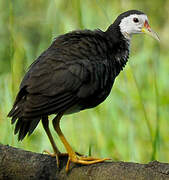 White-breasted Waterhen