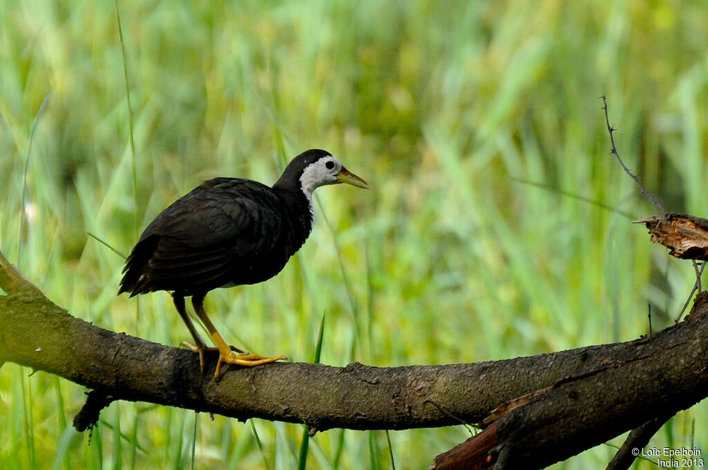 White-breasted Waterhen