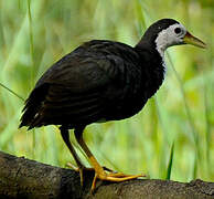 White-breasted Waterhen