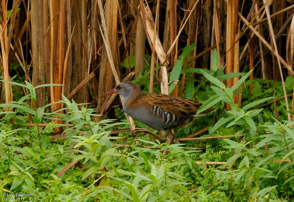 Water Rail