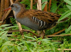 Water Rail