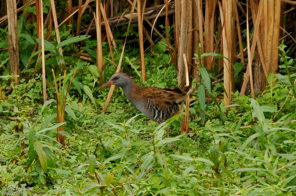 Water Rail