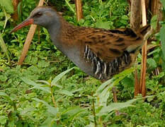 Water Rail