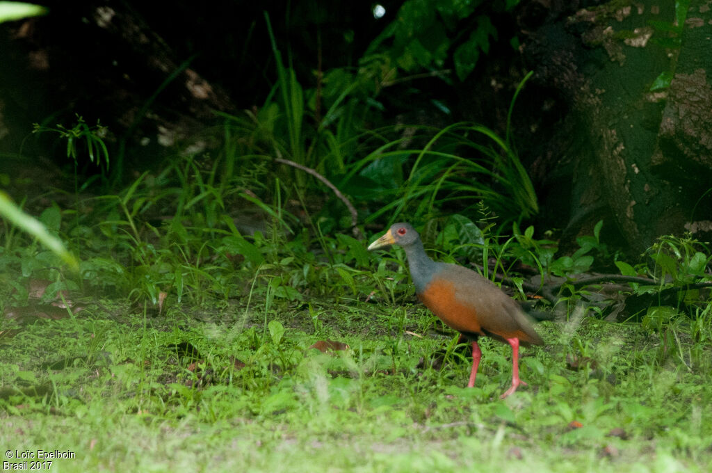 Grey-cowled Wood Rail