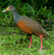 Grey-necked Wood Rail