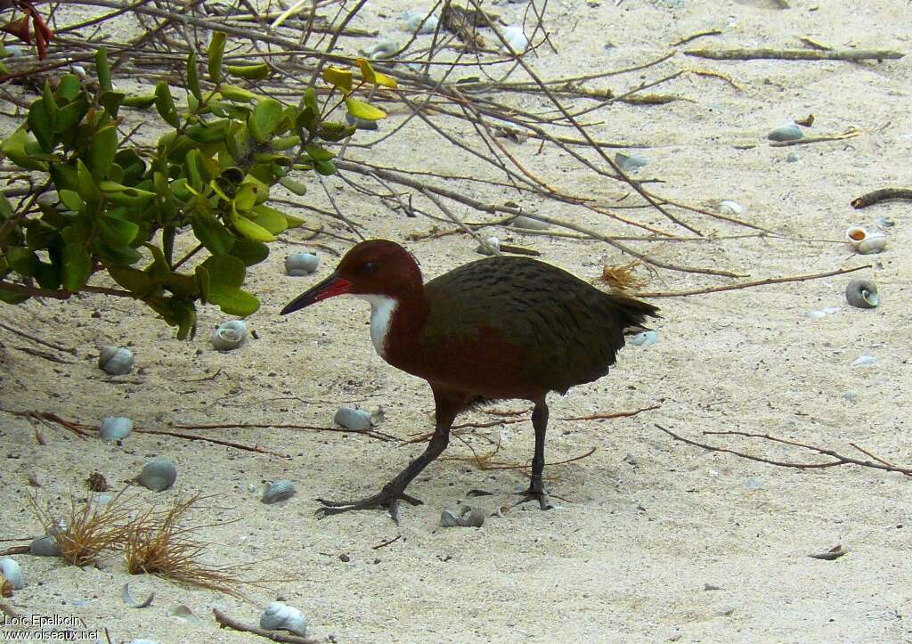 White-throated Rail