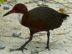 White-throated Rail