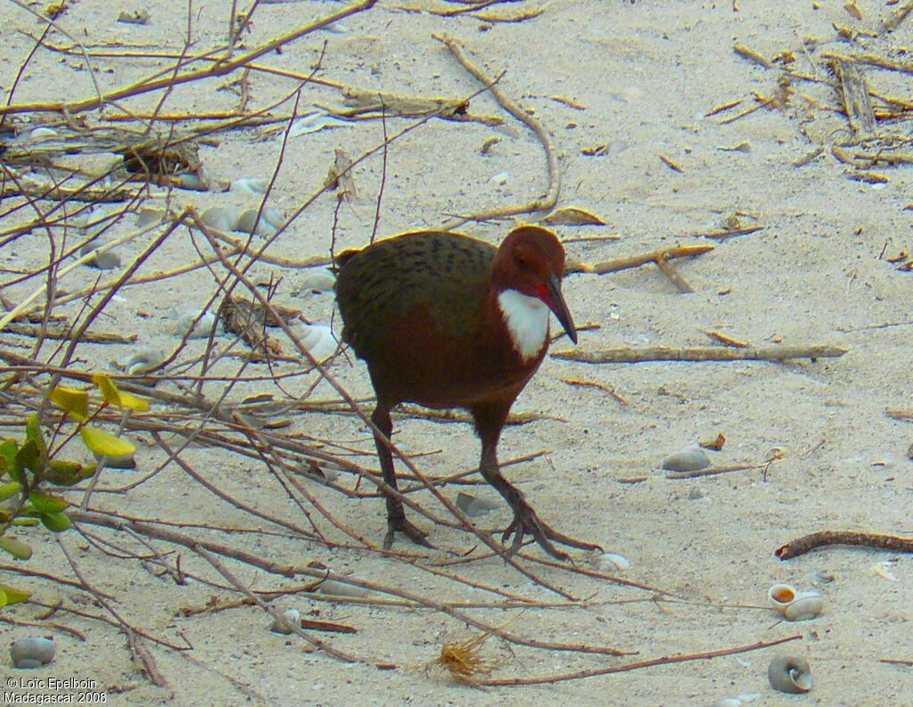 White-throated Rail