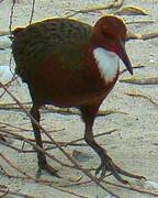 White-throated Rail