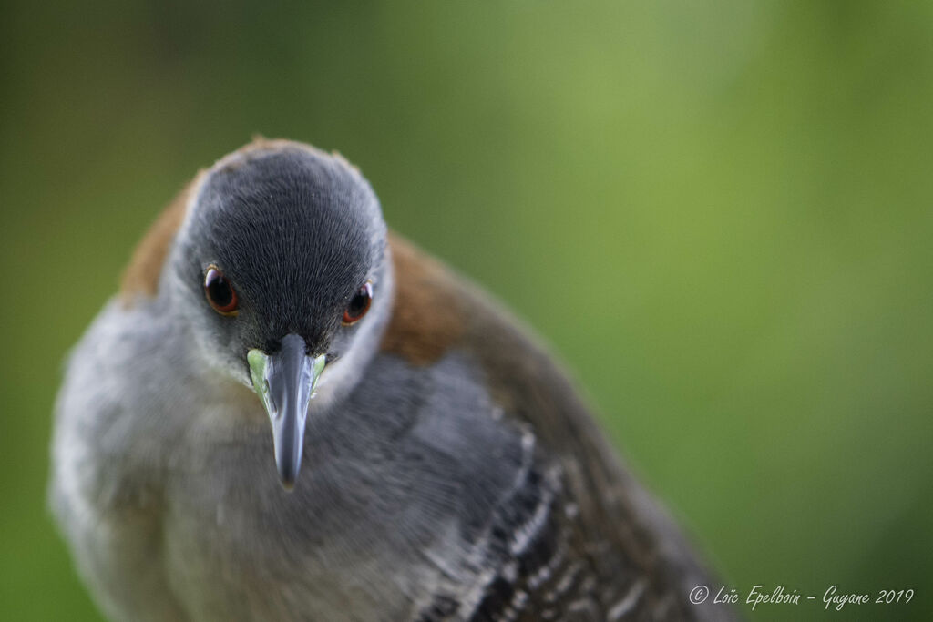 Grey-breasted Crake