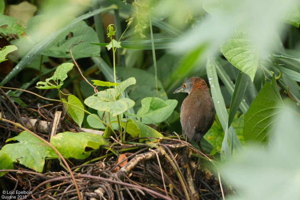 Grey-breasted Crake