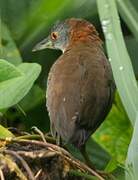 Grey-breasted Crake