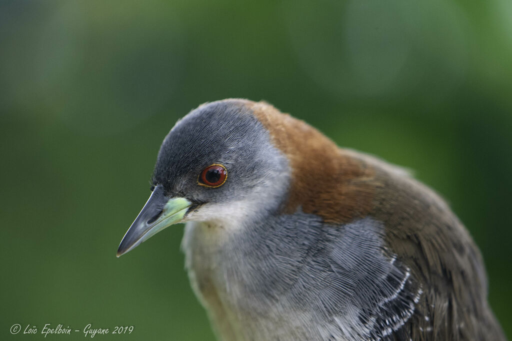 Grey-breasted Crake