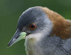 Grey-breasted Crake