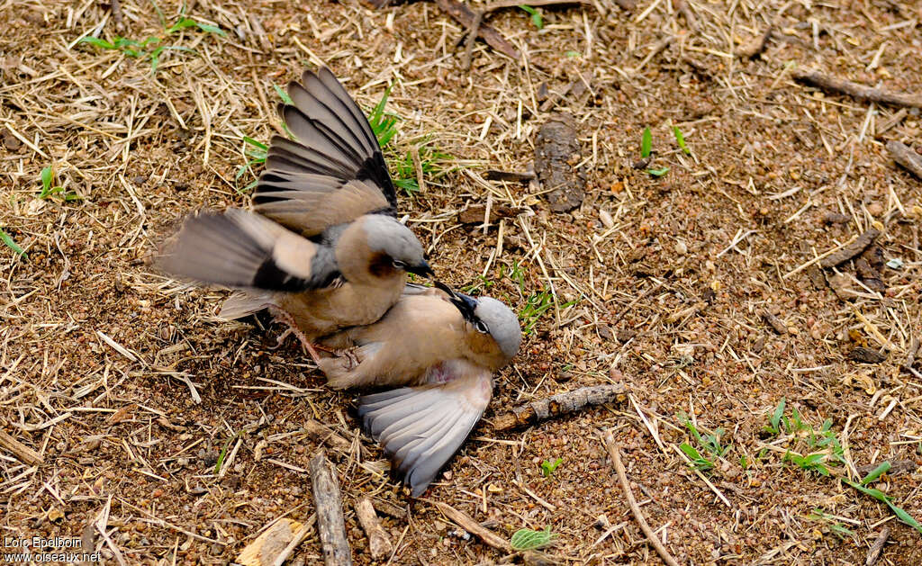 Grey-capped Social Weaveradult, pigmentation, Behaviour