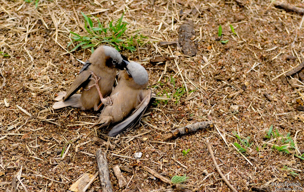 Grey-capped Social Weaver