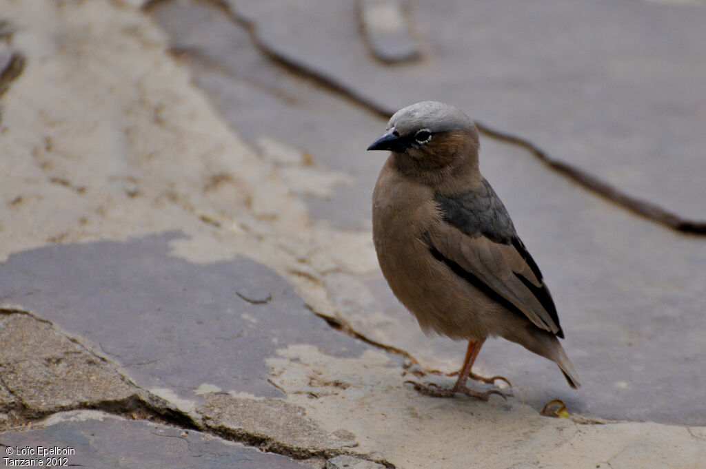 Grey-capped Social Weaver