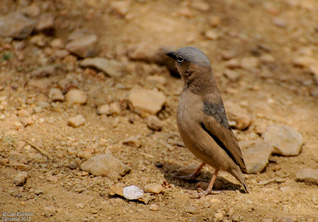 Grey-capped Social Weaver