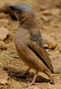 Grey-capped Social Weaver