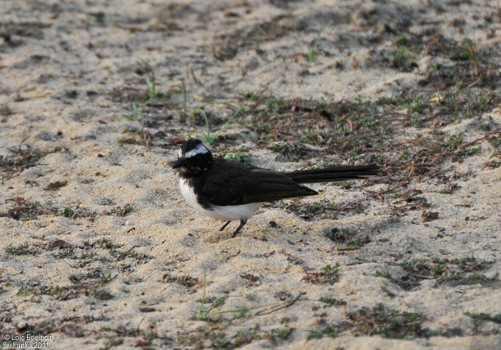 White-browed Fantail