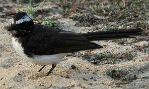 White-browed Fantail