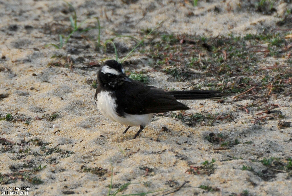 White-browed Fantail