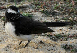 White-browed Fantail