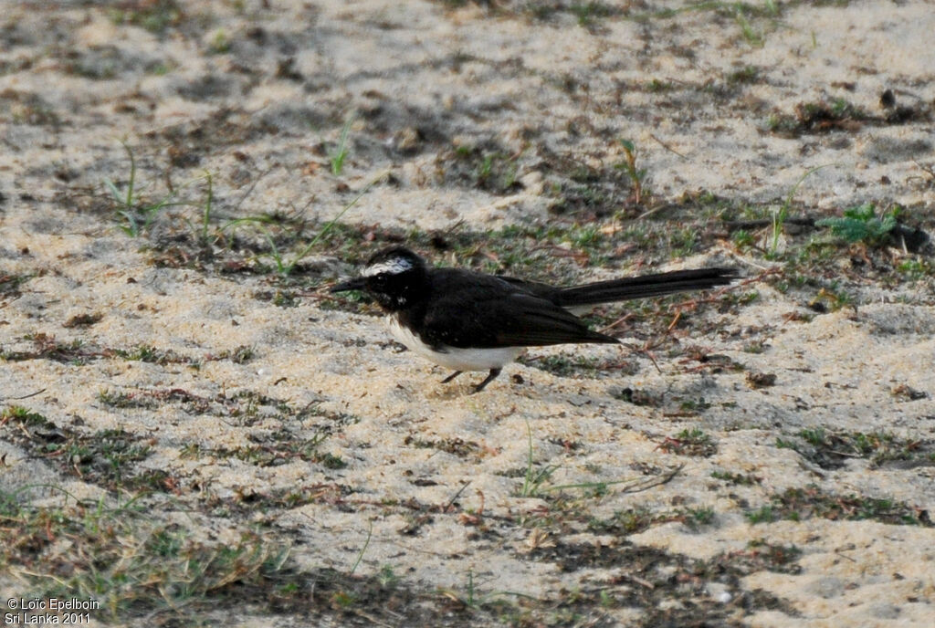 White-browed Fantail