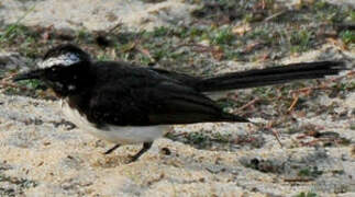 White-browed Fantail