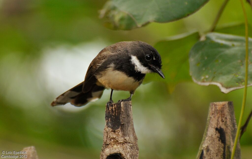 Malaysian Pied Fantail