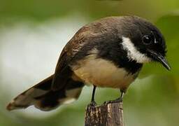 Malaysian Pied Fantail