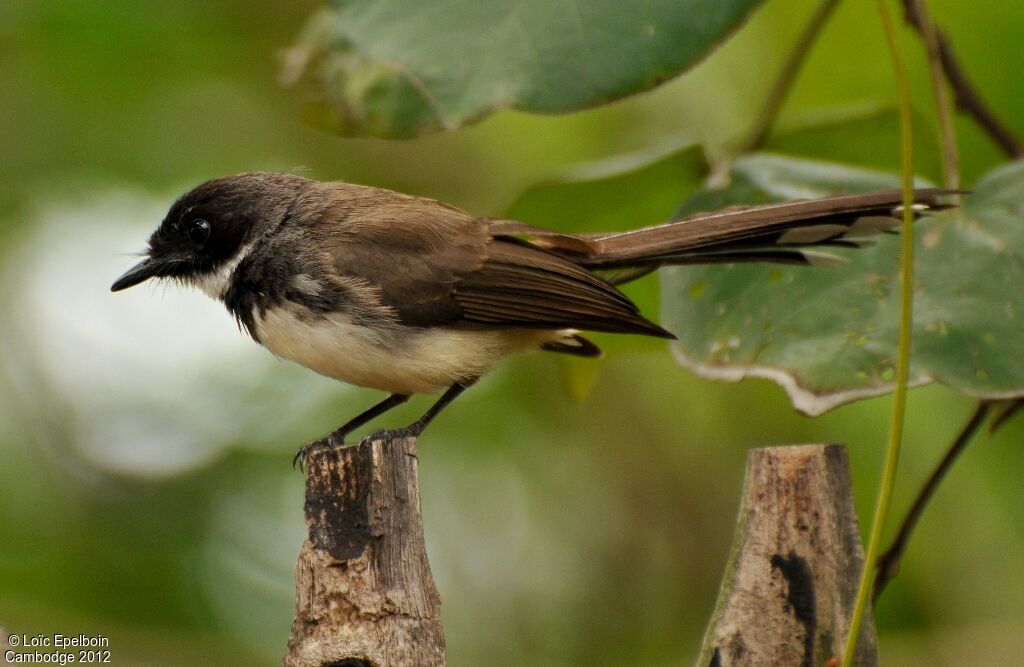 Malaysian Pied Fantail