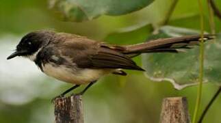 Malaysian Pied Fantail