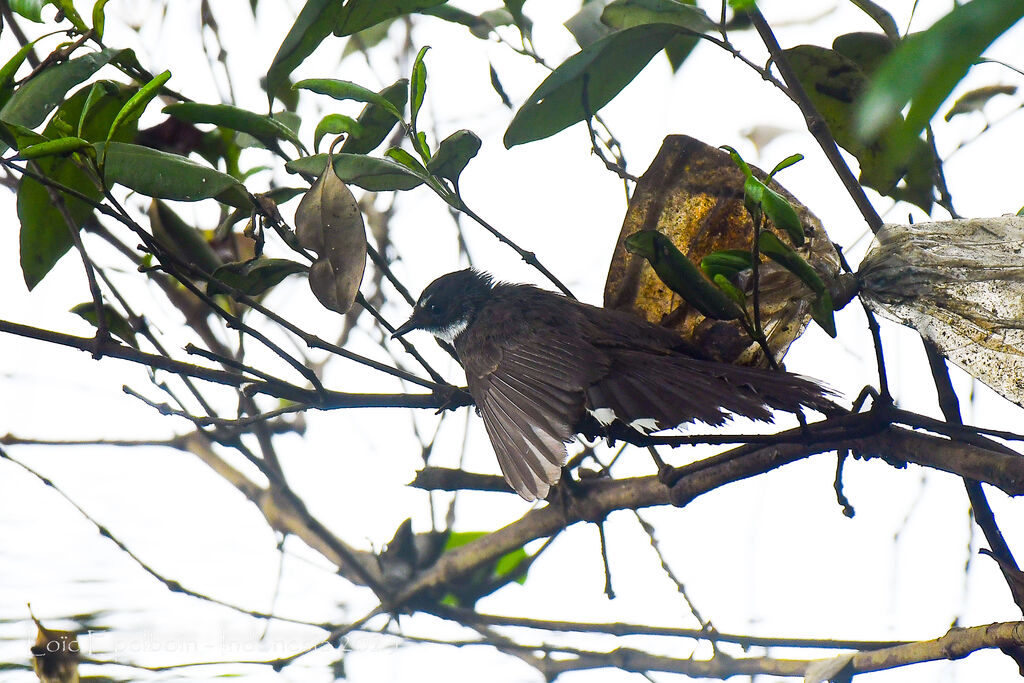 Malaysian Pied Fantail