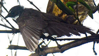 Malaysian Pied Fantail