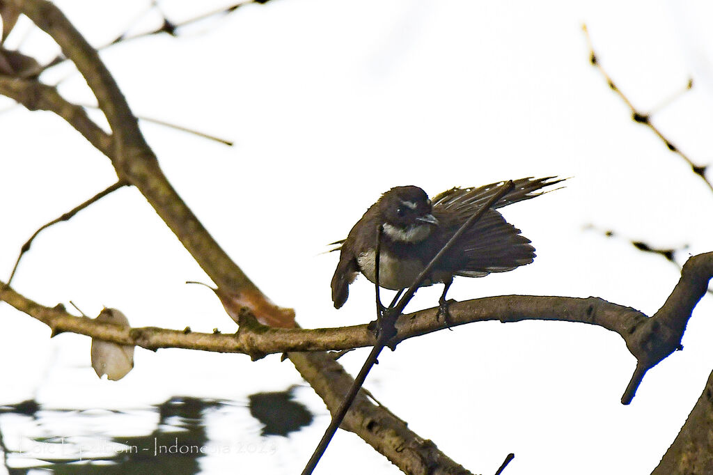 Malaysian Pied Fantail