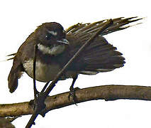 Malaysian Pied Fantail