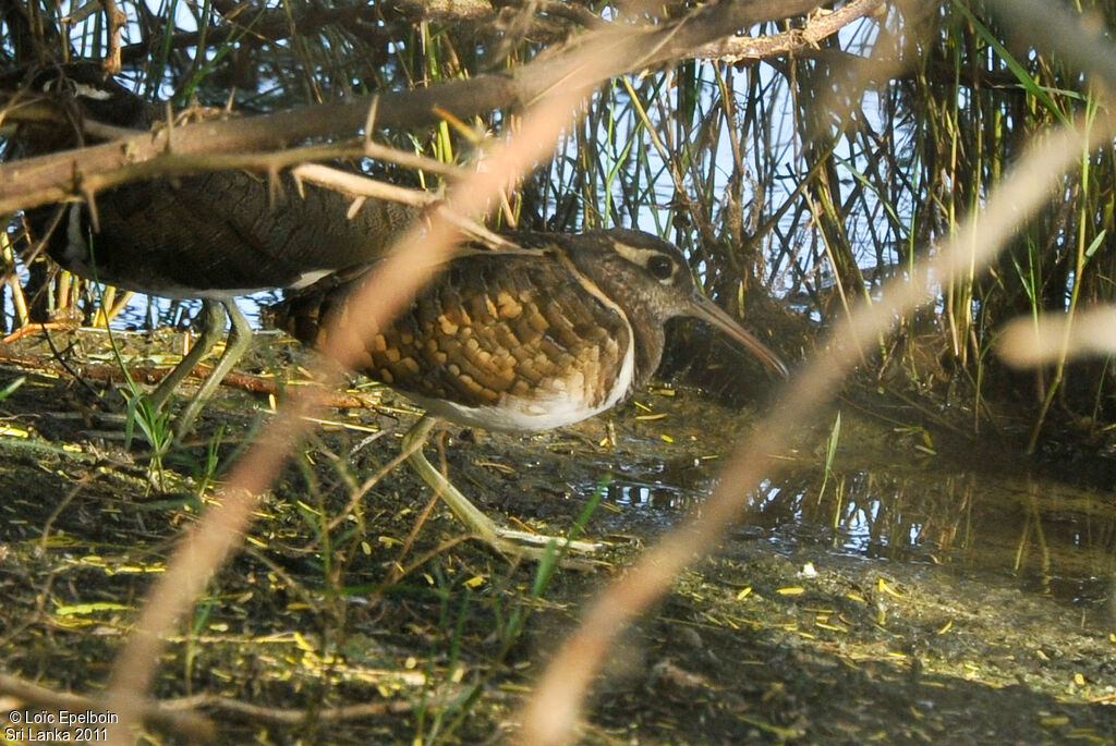 Greater Painted-snipe