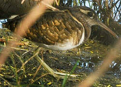 Greater Painted-snipe