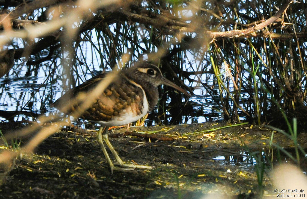 Greater Painted-snipe