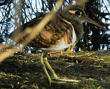 Greater Painted-snipe