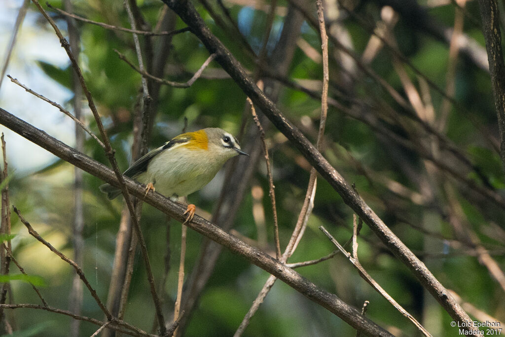 Madeira Firecrest